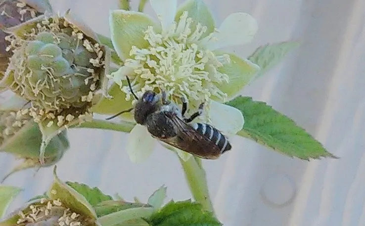 Leaf Cutter Bees